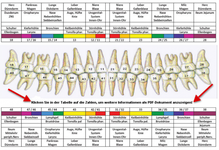 Zahnschema Seminar Zahnregeneration BeTeWiAkademie
